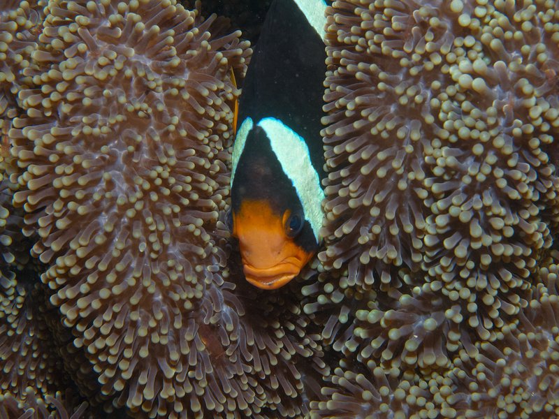 Anemone Fish, House Reef
